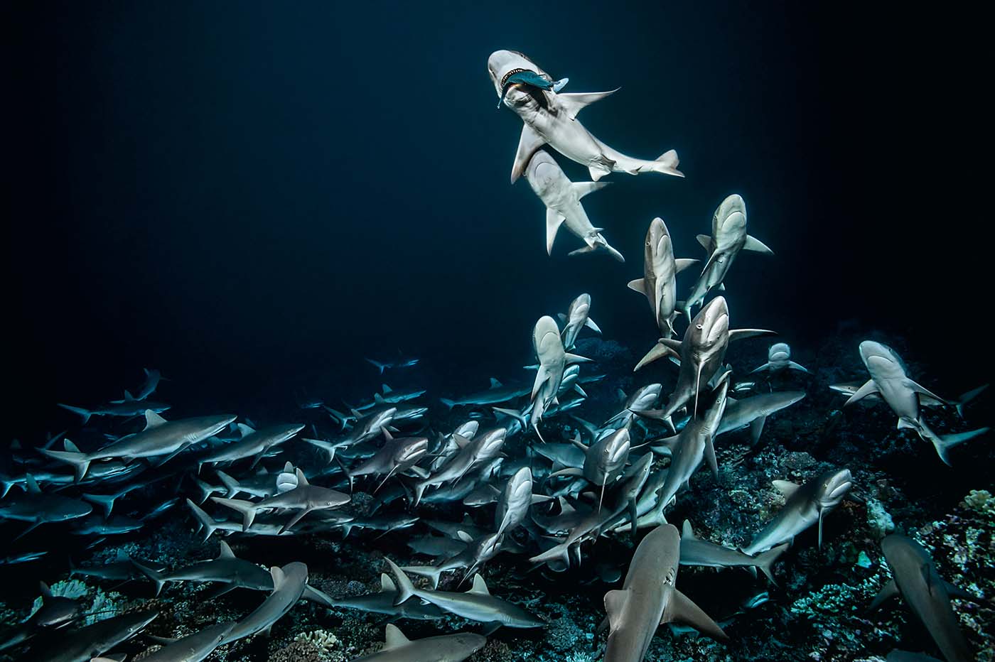 UNE-AUTRE-PLANETE- nos requins
